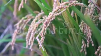 黄色的稻田在风中摇曳，清晨黎明时分在台湾。 原短粒水稻作物秸秆，有机农业概念